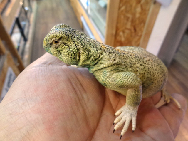 トーマストゲオアガマ(11)