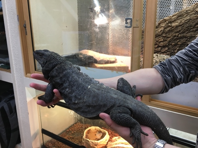 エンジェルアイランドチャクワラ(2)