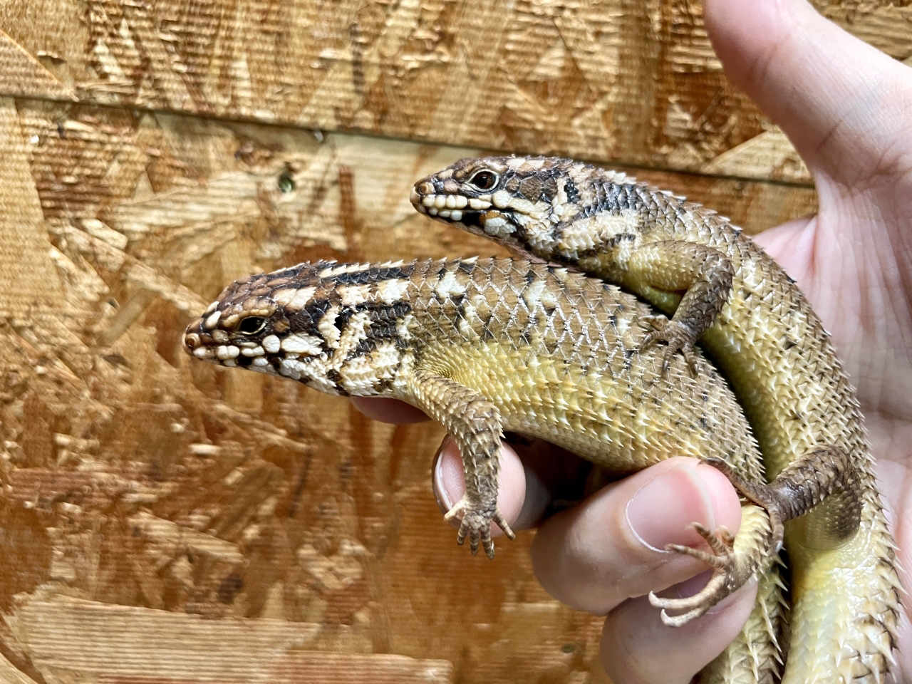 ホズマーイワトカゲ(4)