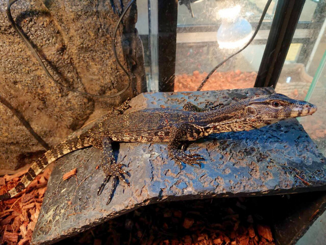 サルバトールモニター（ジャワ産）