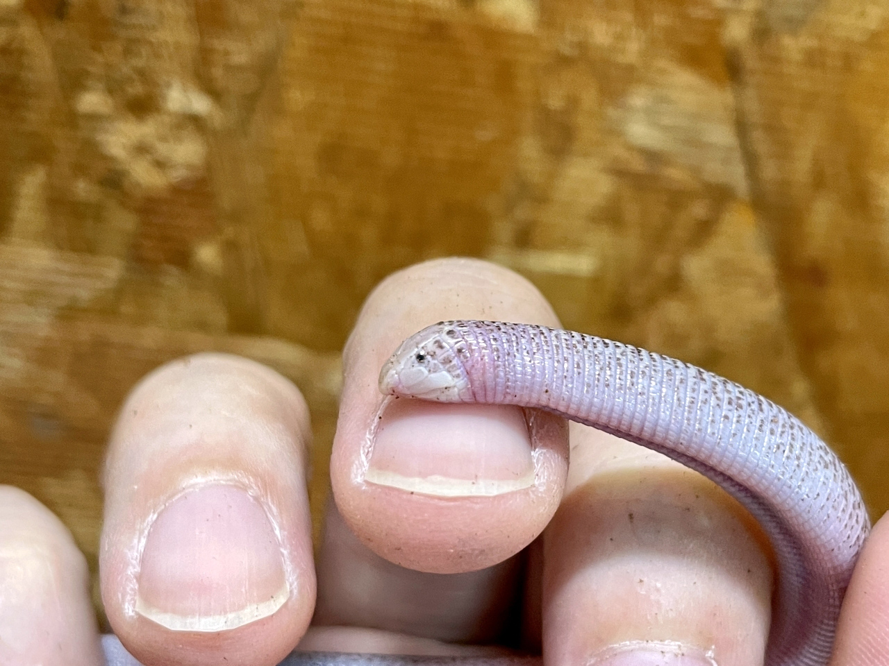 アラビアミミズトカゲ(2)