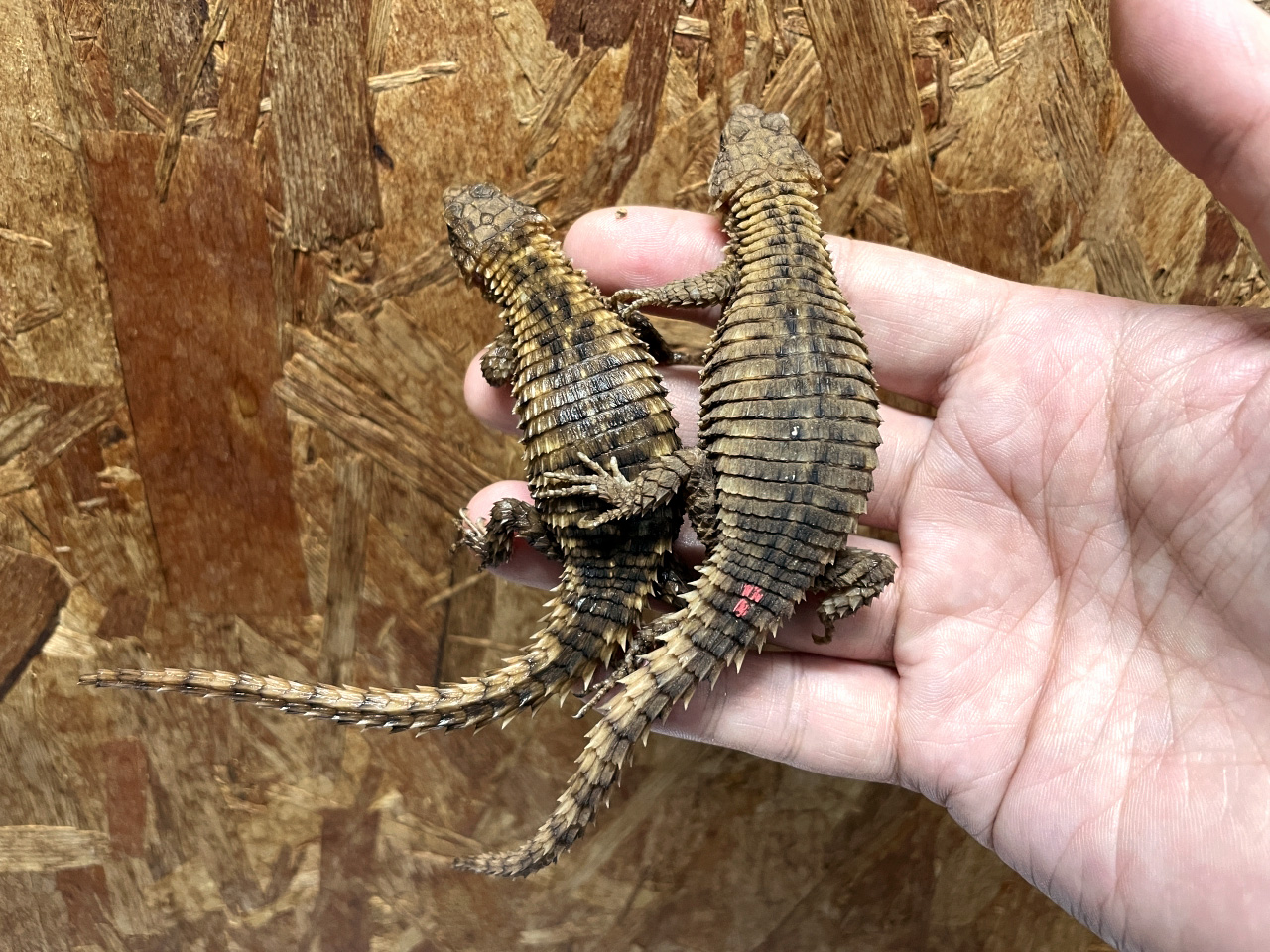 マサイヨロイトカゲ(5)