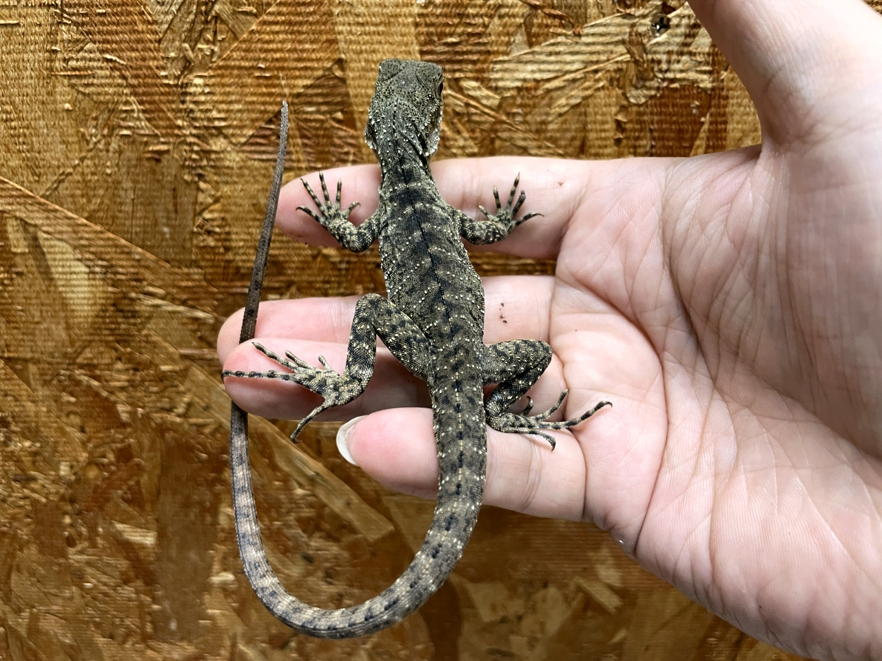 ヒガシウォータードラゴン(9)