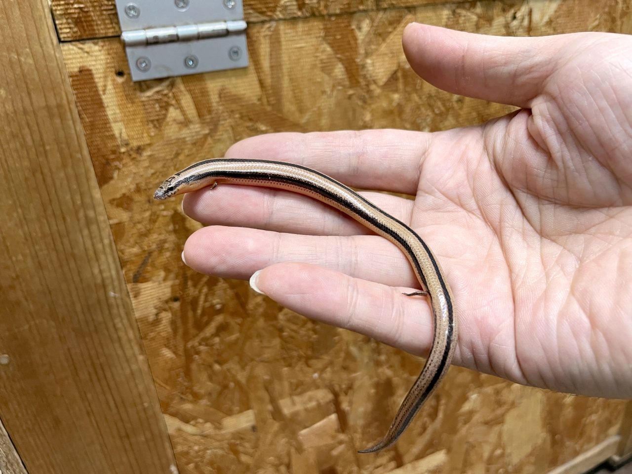 ミスジアンドロンゴサウルス(1)