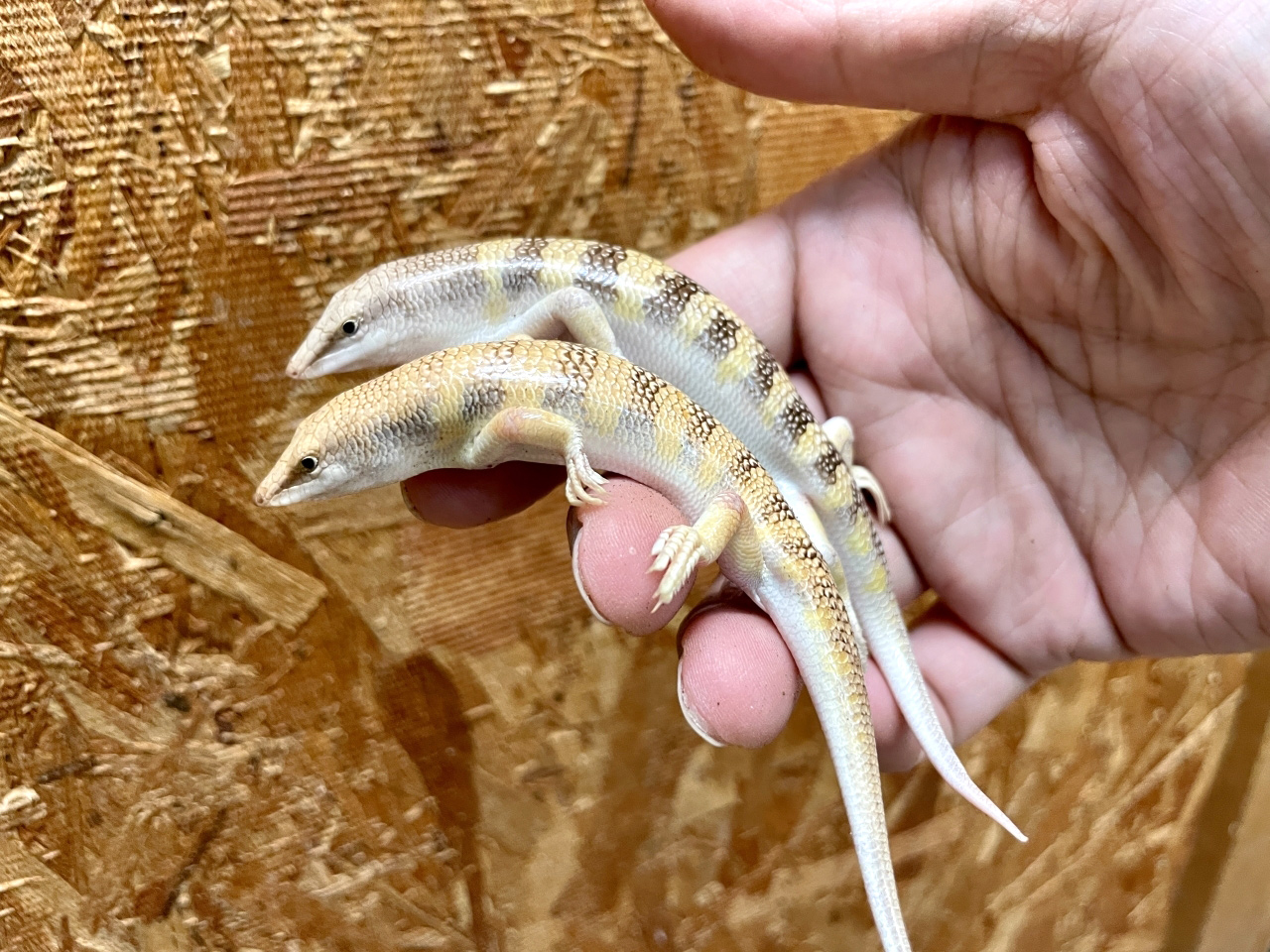 サンドフィッシュ(7)