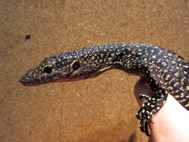 マングローブモニター(9)