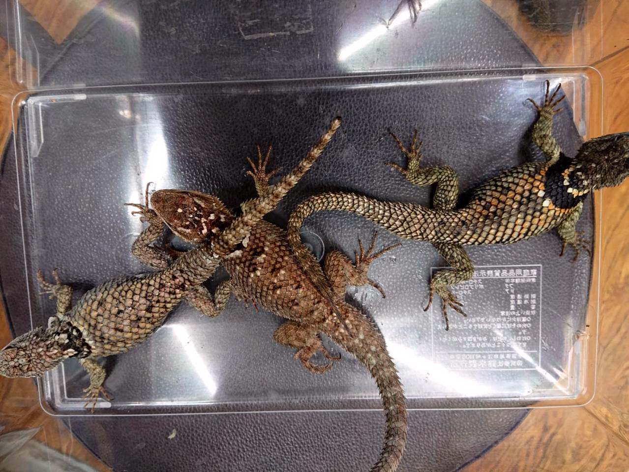 メキシコアオハリトカゲ(10)