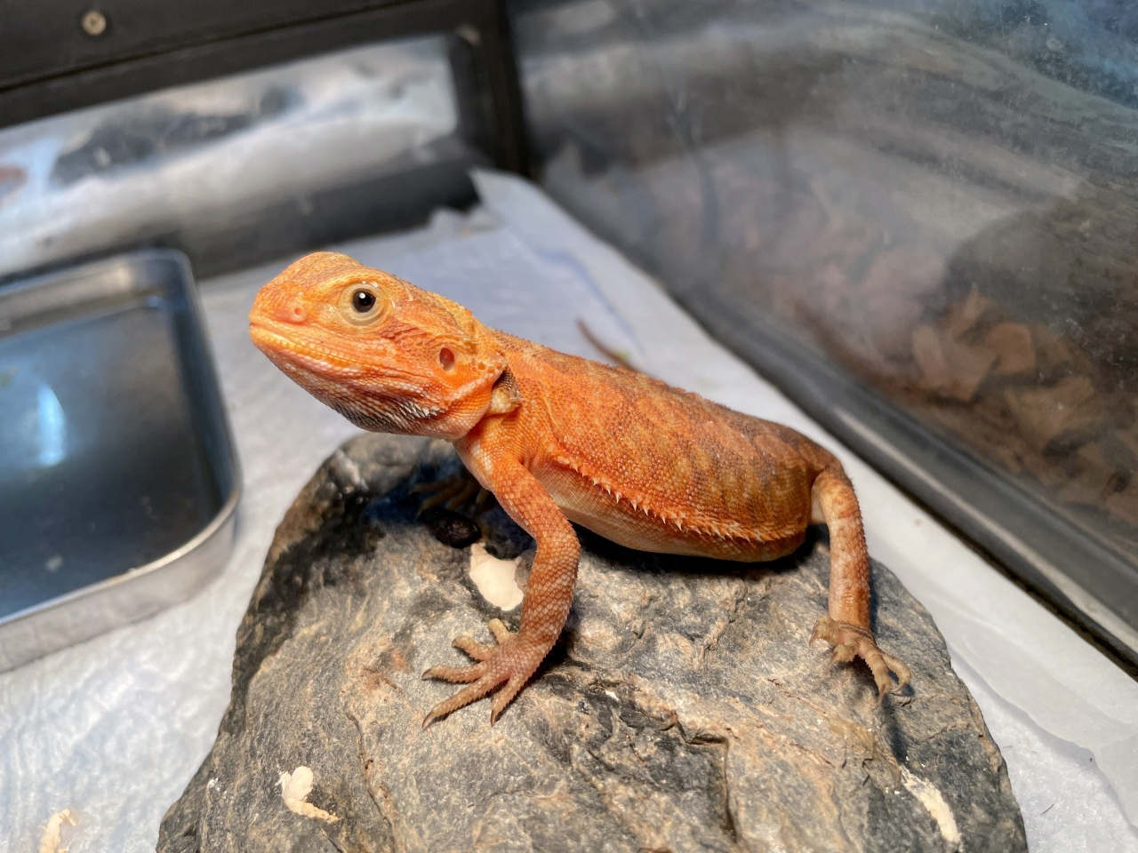 フトアゴヒゲトカゲ(9)