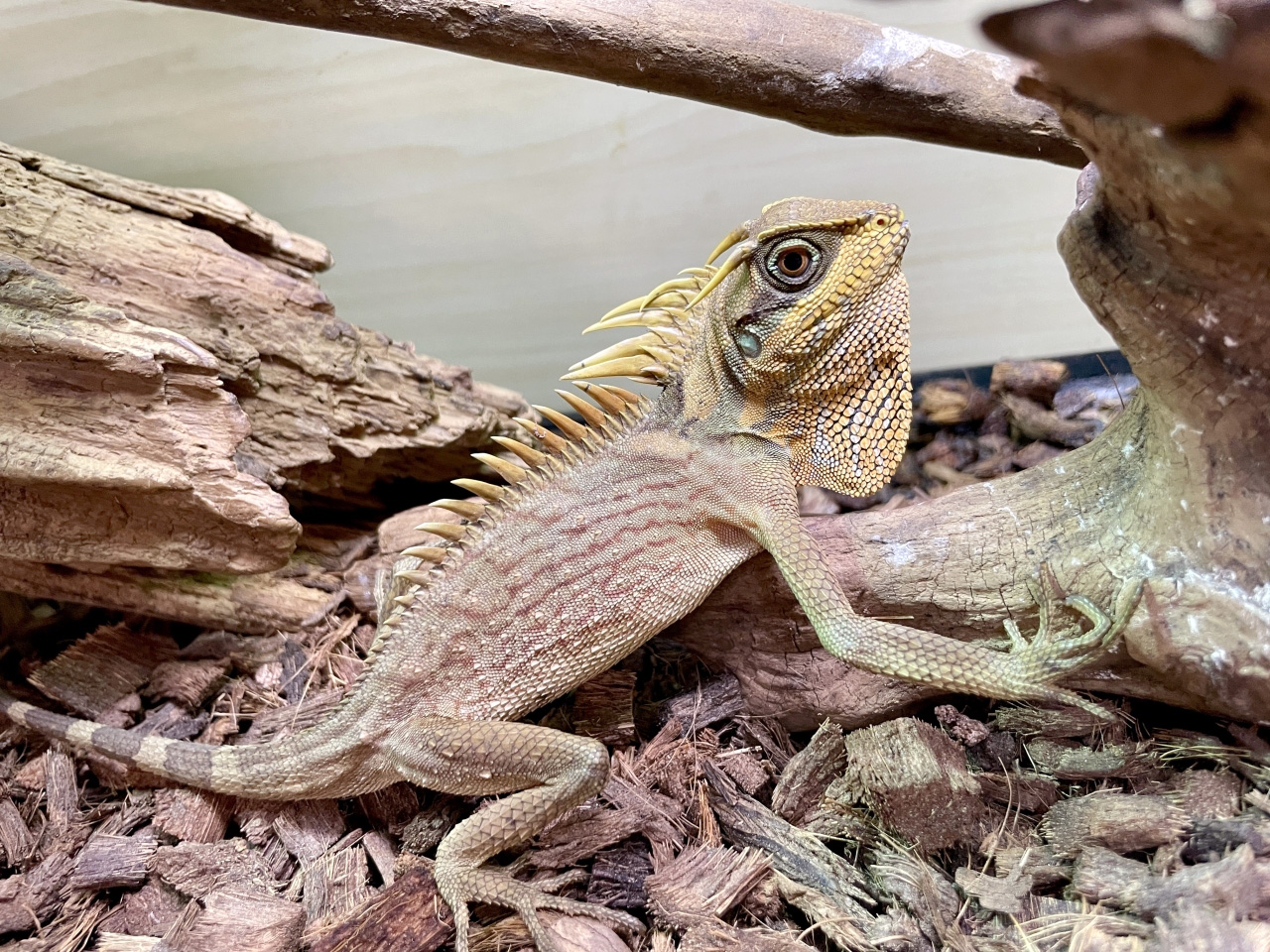 ナタリアクシトカゲ(7)