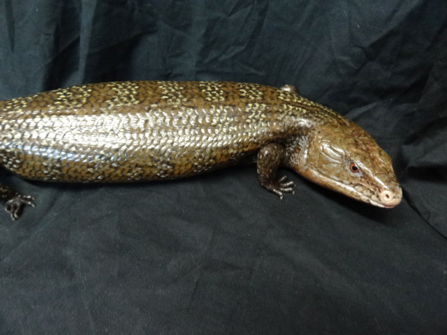 ケイアオジタトカゲ(9)