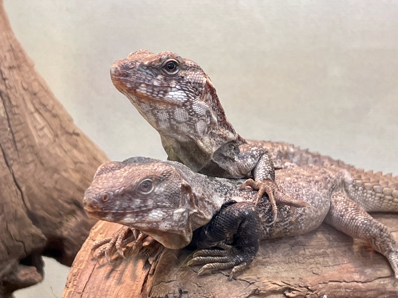 クラークトゲオイグアナ(2)