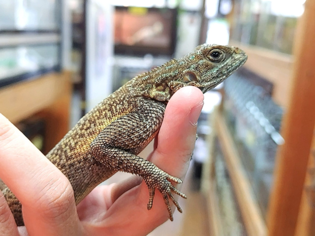 レインボーアガマ