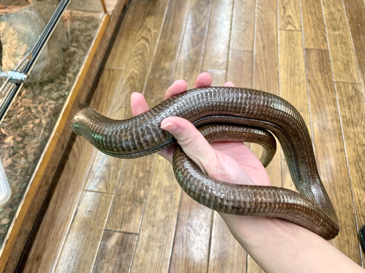 レバントアシナシトカゲ(3)