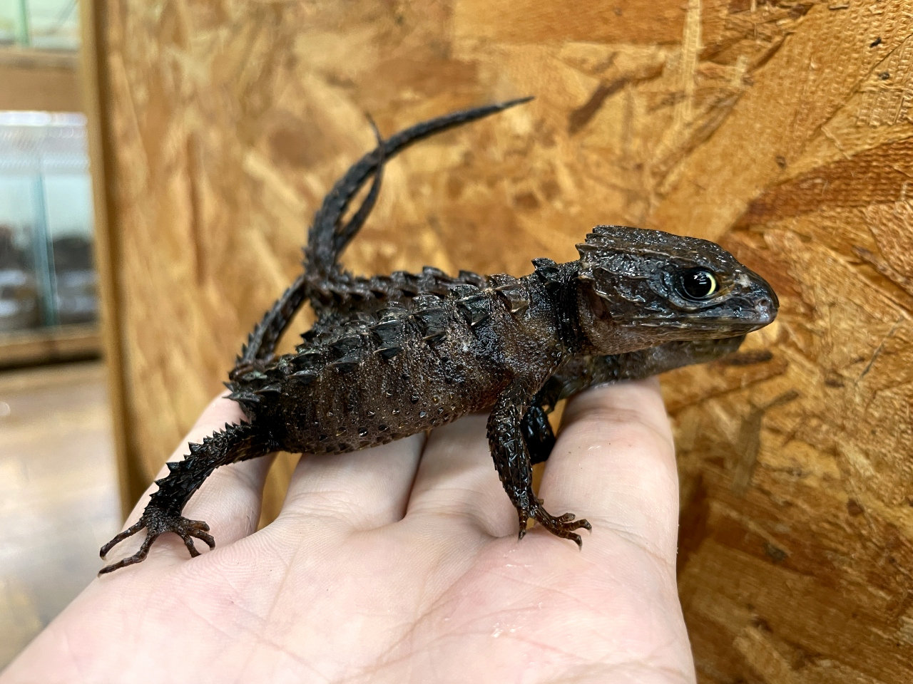 モトイカブトトカゲ(5)