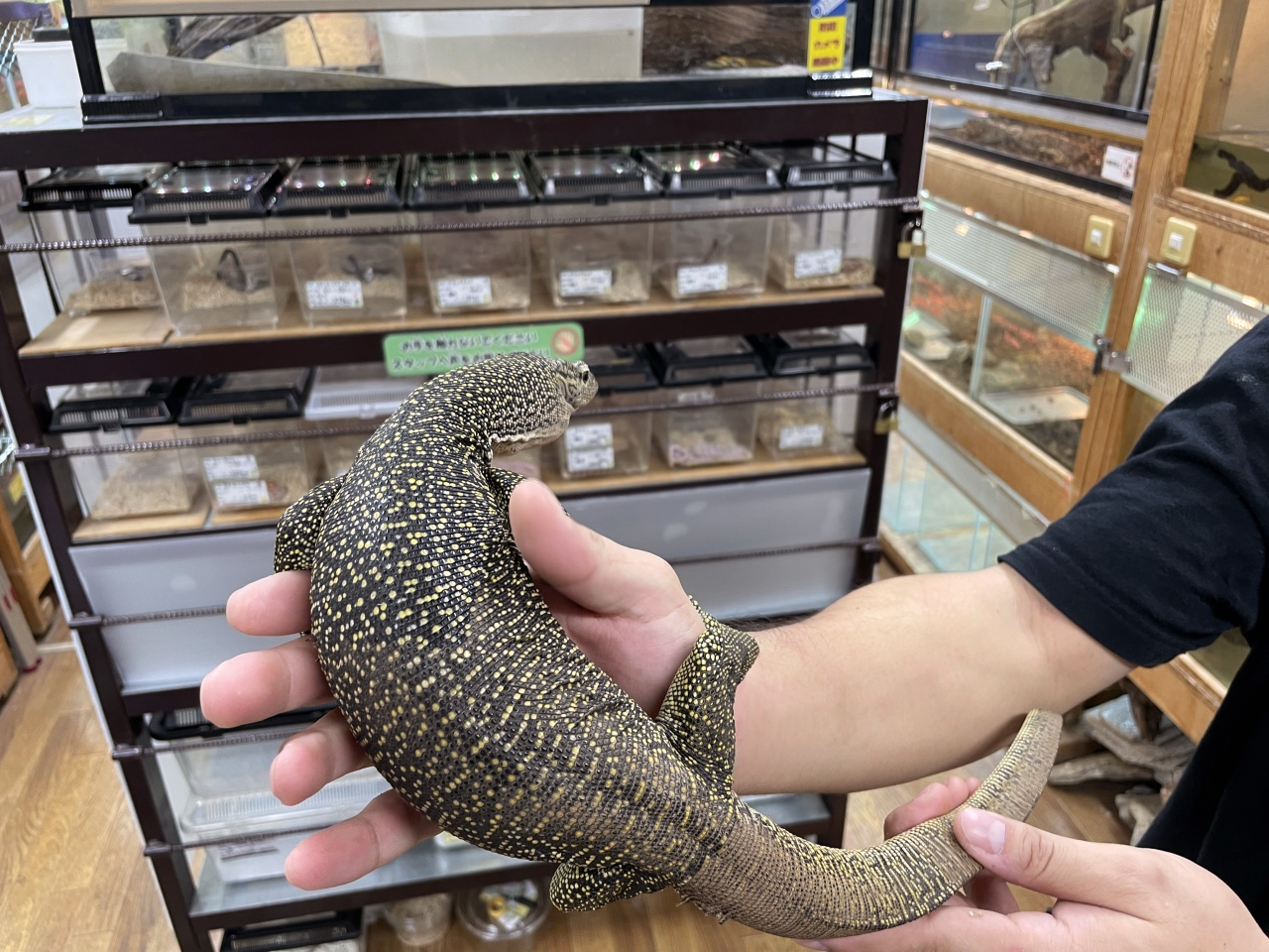 マングローブモニター(5)