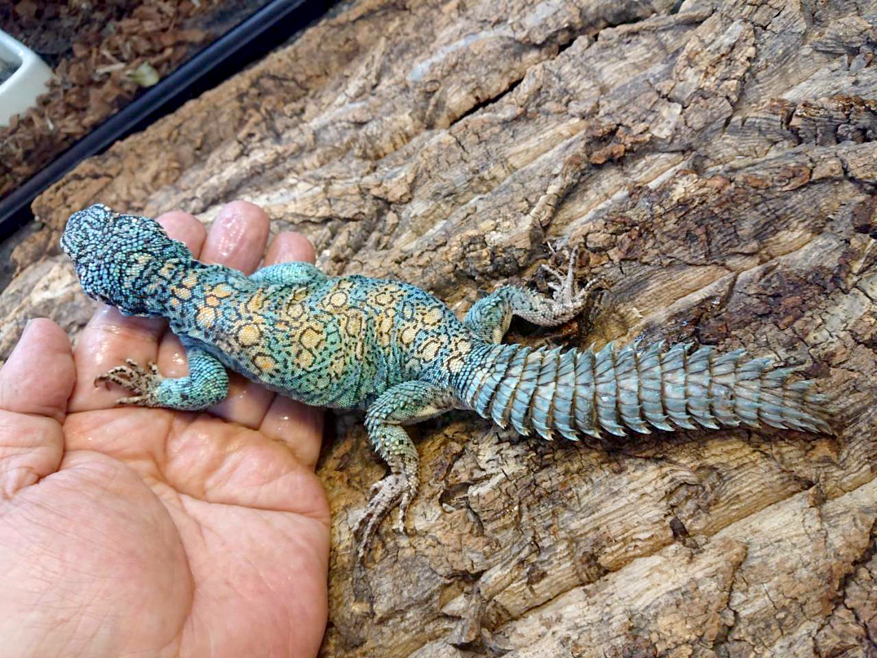 フィルビートゲオアガマ(3)