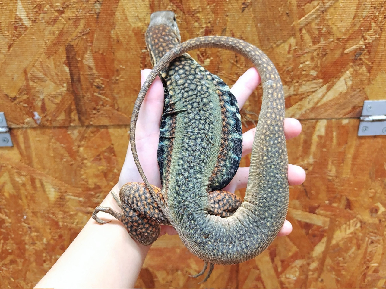 ロイヤルバタフライアガマ(2)