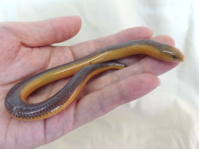 サバンナダーツスキンク(4)