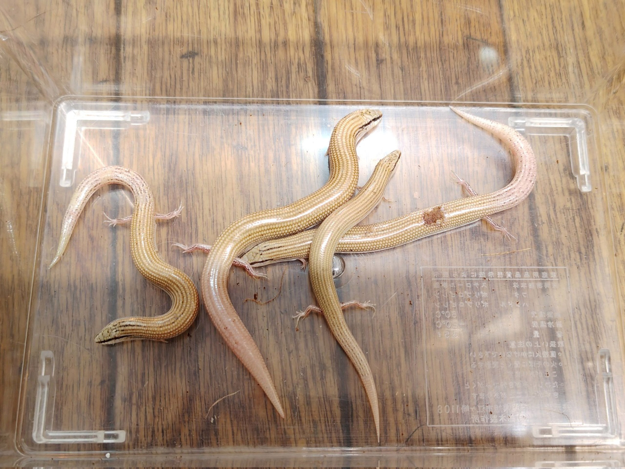 エジプトクサビトカゲ｜学名・食性・特徴・生態・写真｜トカゲ図鑑