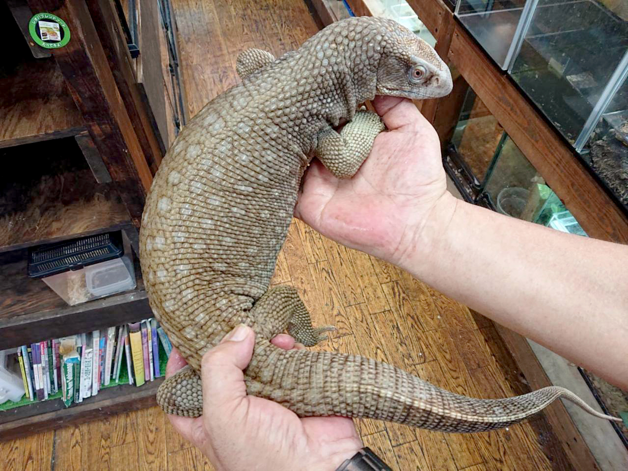 サバンナモニター(3)