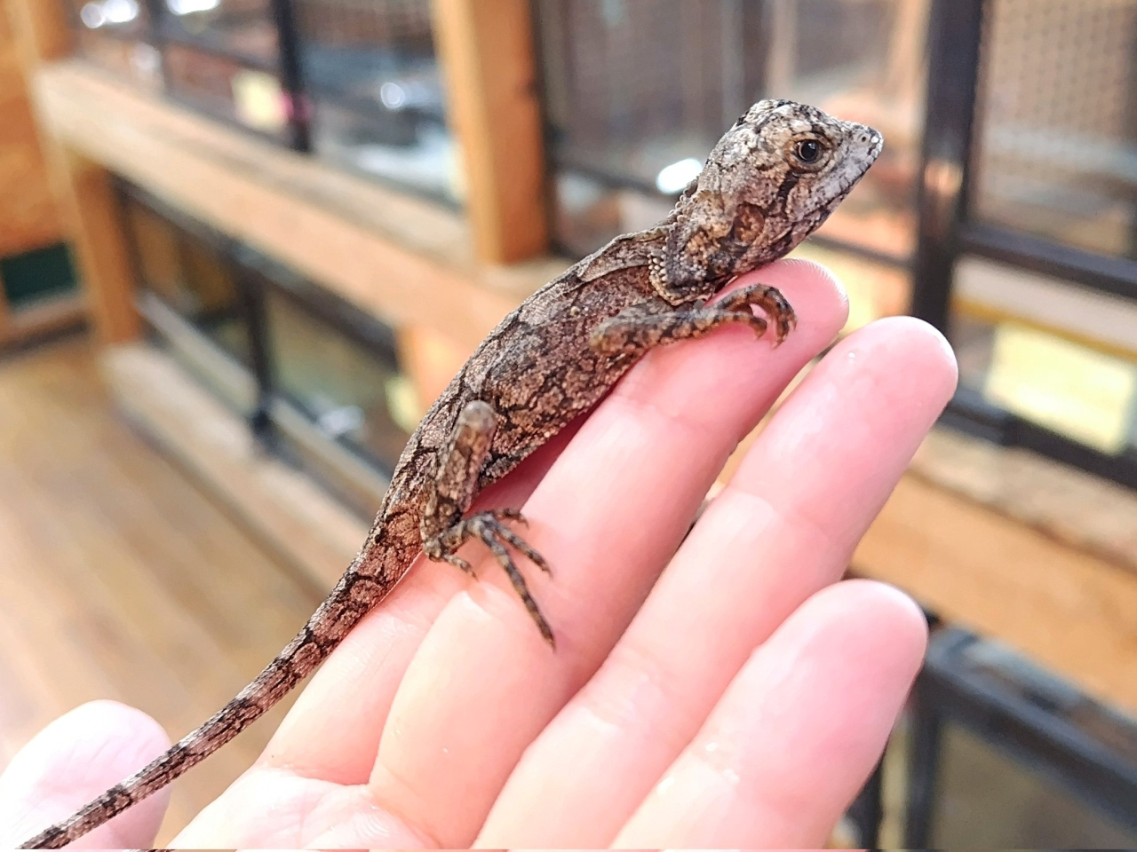 エリマキトカゲ(8)