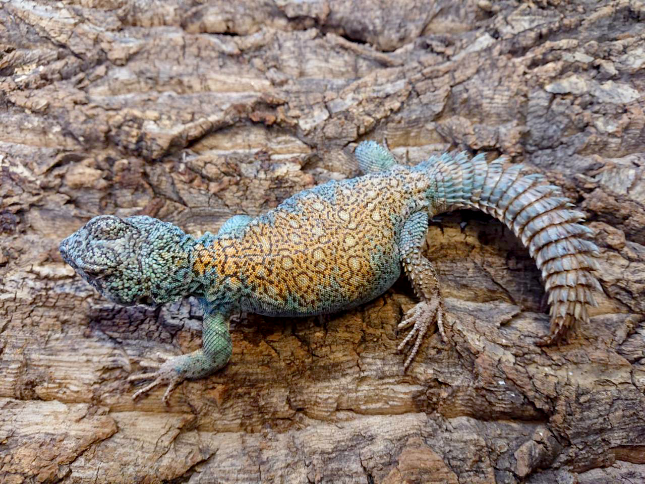 フィルビートゲオアガマ(1)