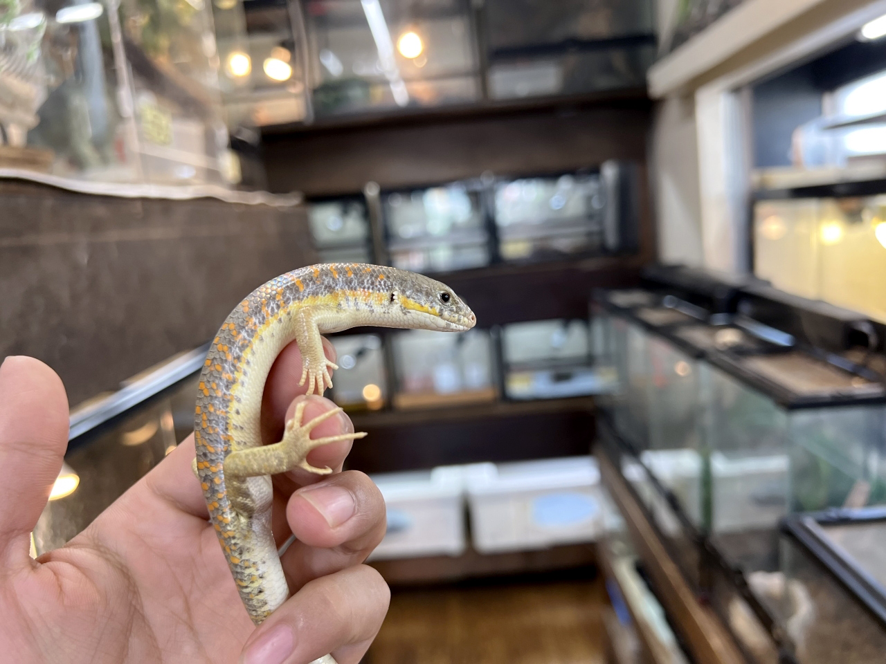 シュナイダースキンク(7)