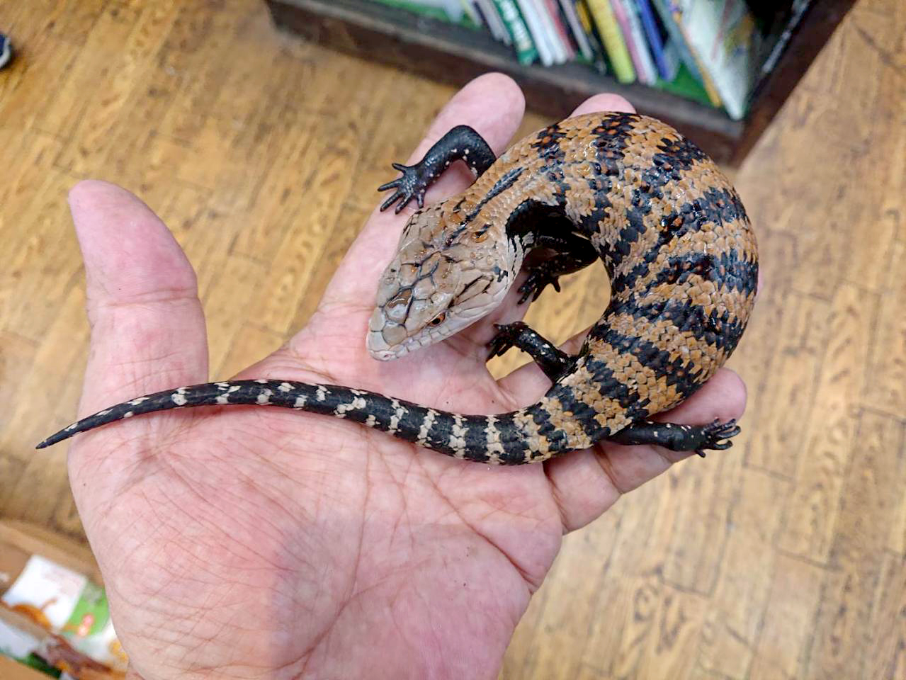 ハルマヘラアオジタトカゲ(3)