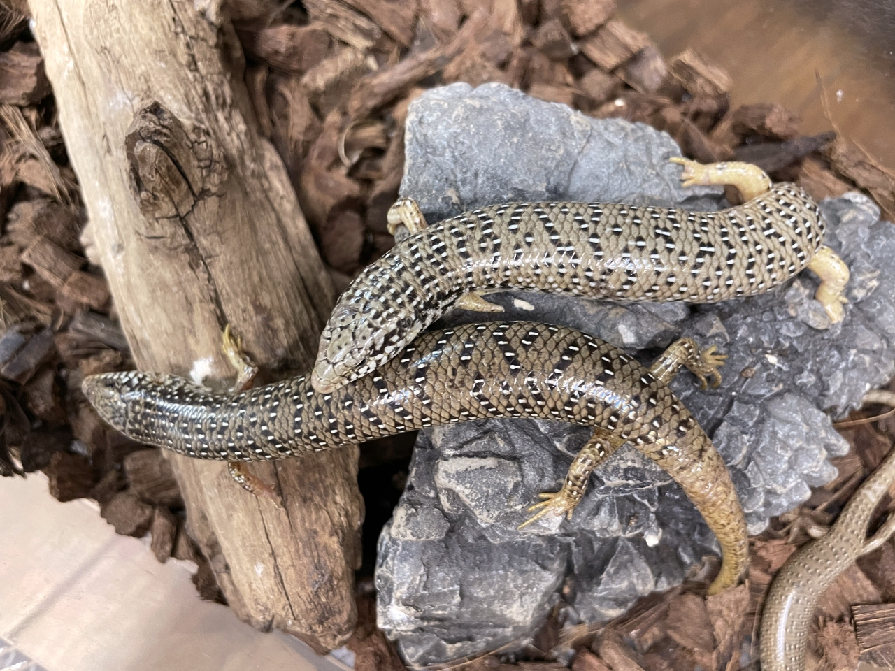 オオアシカラカネトカゲ トカゲ図鑑