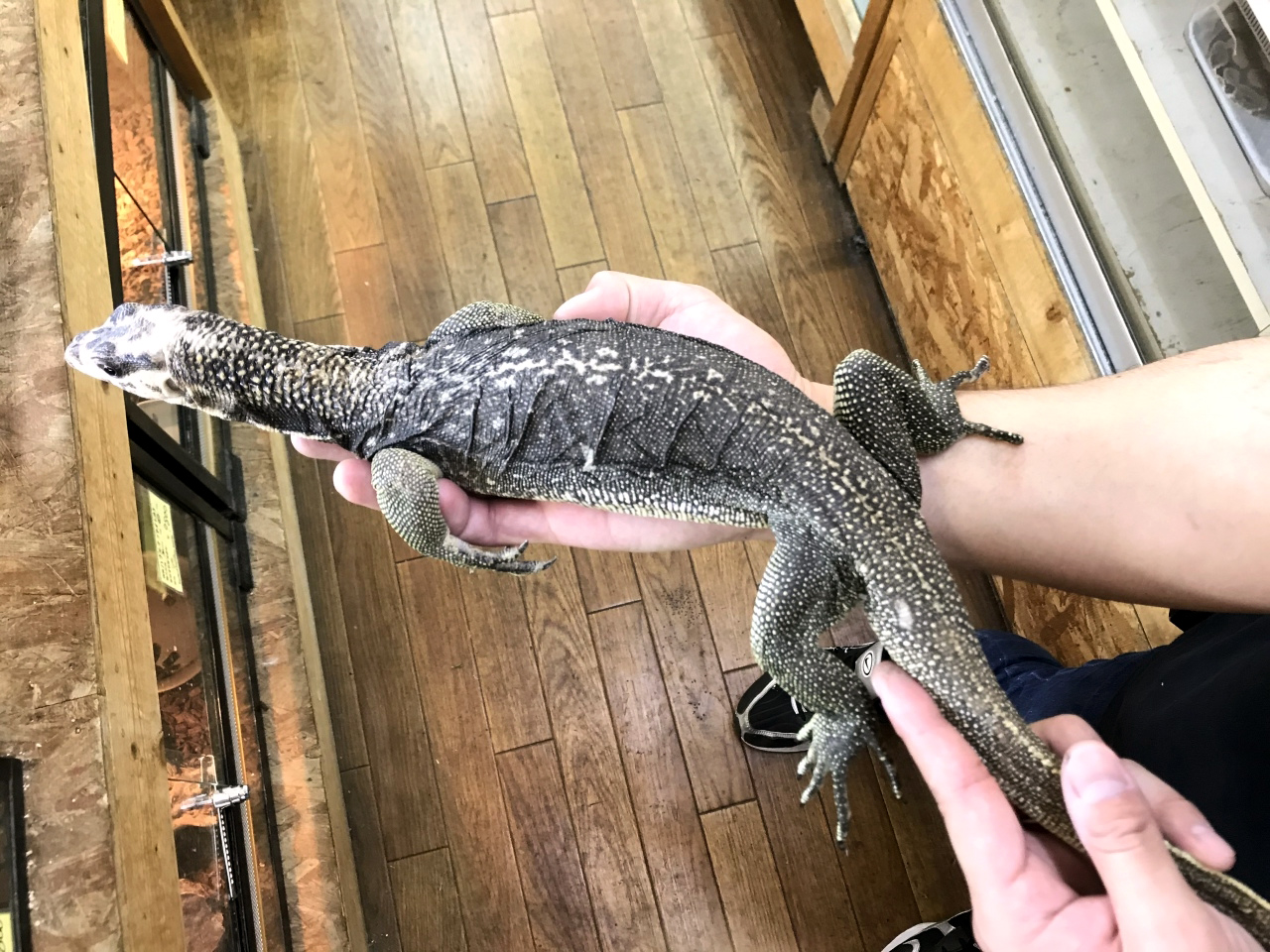 ホワイトヘッドモニター(3)