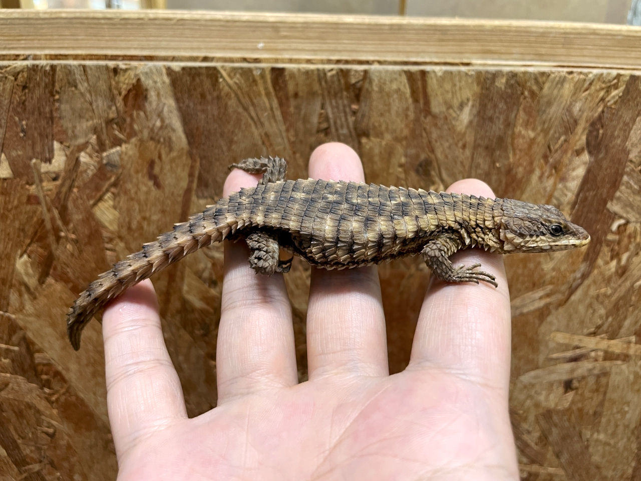 マサイヨロイトカゲ(2)