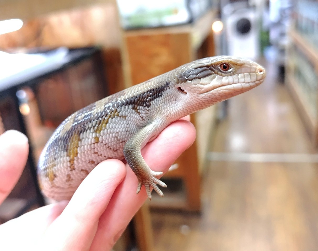 ヒガシアオジタトカゲ(6)