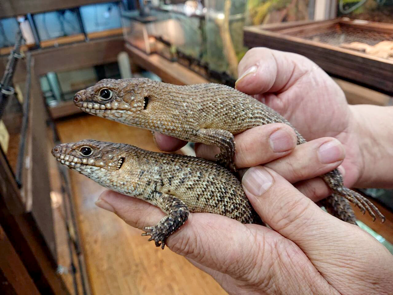 カニンガムイワトカゲ(2)