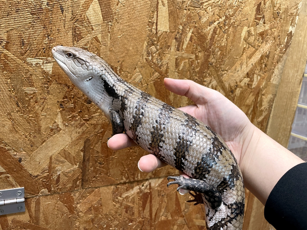 インドネシアアオジタトカゲ(6)