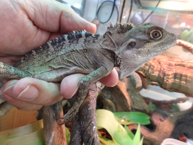 ノドグロミナミモリドラゴン(4)