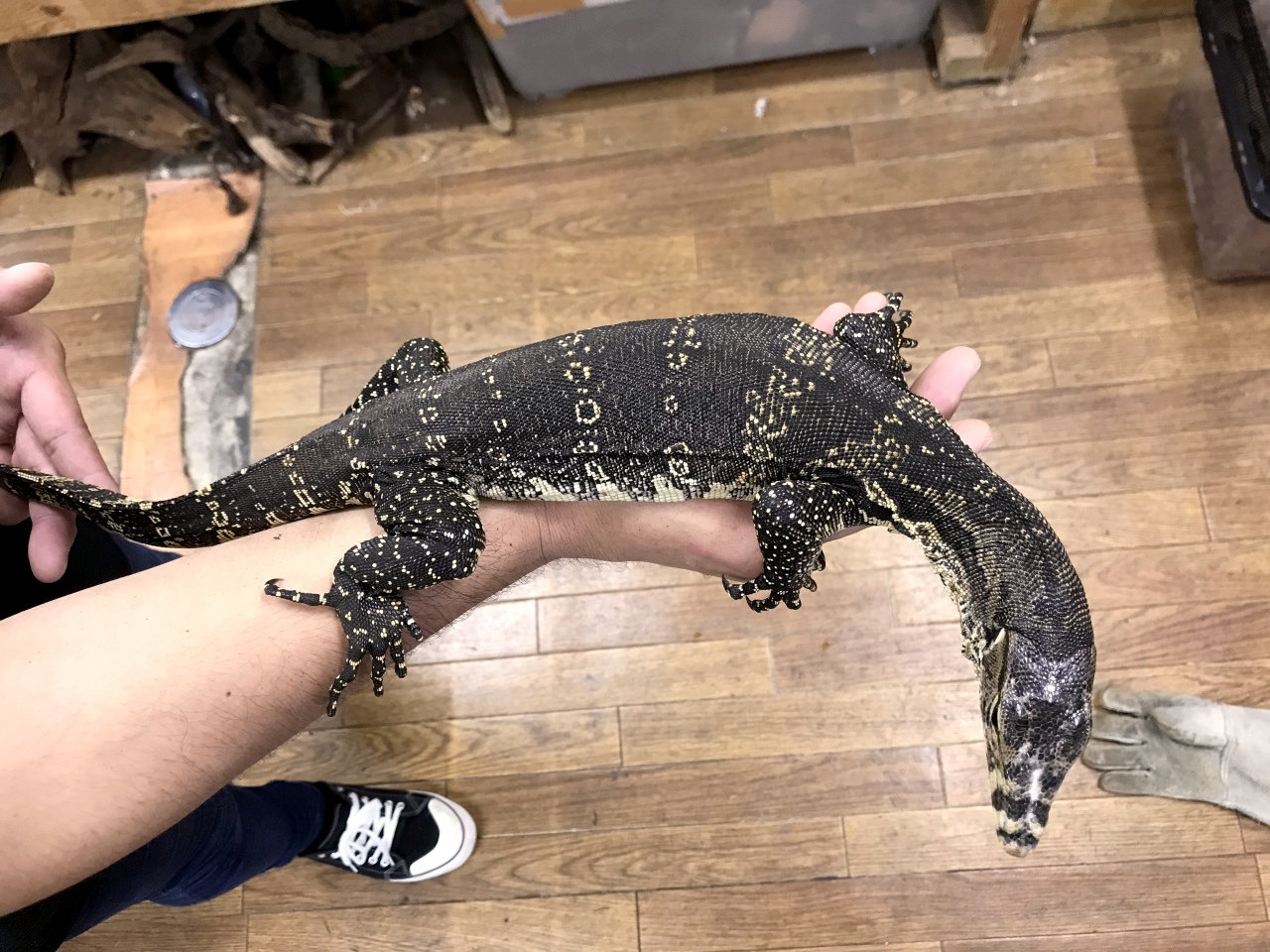 サルバトールモニター（ジャワ産）(11)