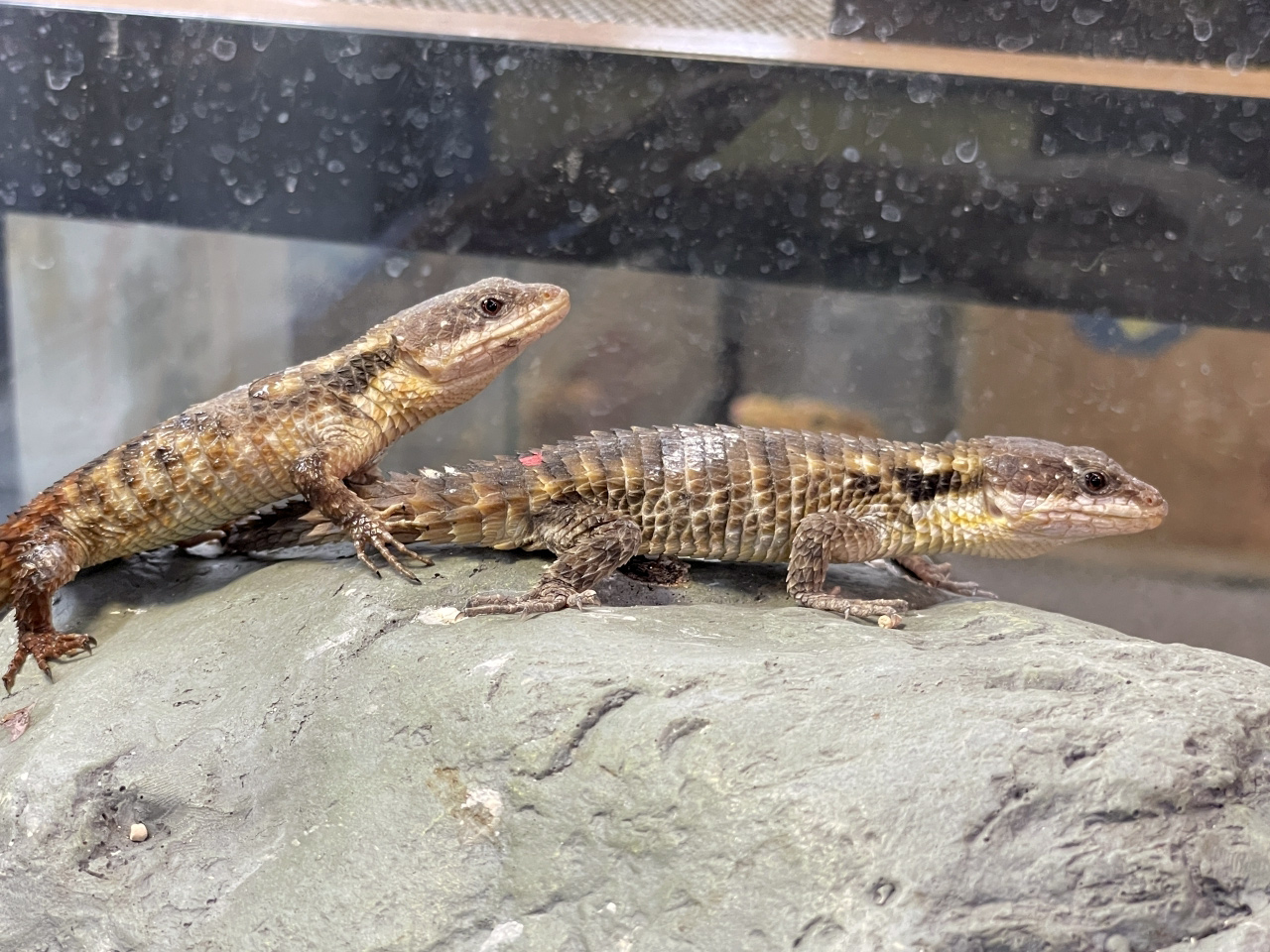 トロピクスヨロイトカゲ(7)