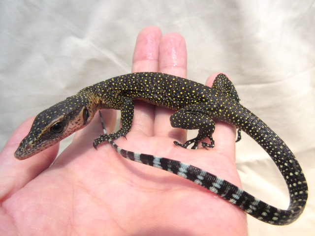 カールシュミットモニター(11)