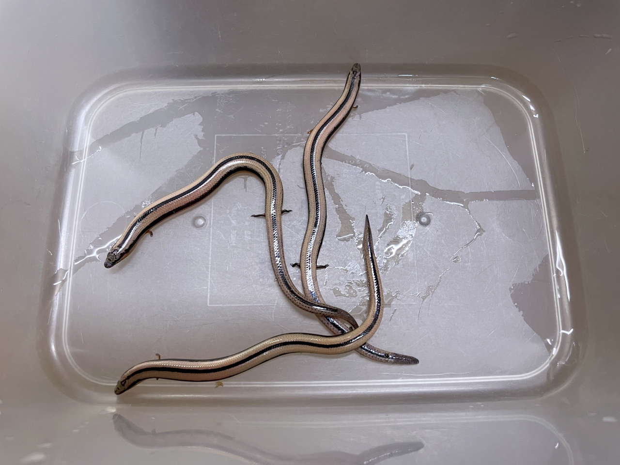 ミスジアンドロンゴサウルス(2)