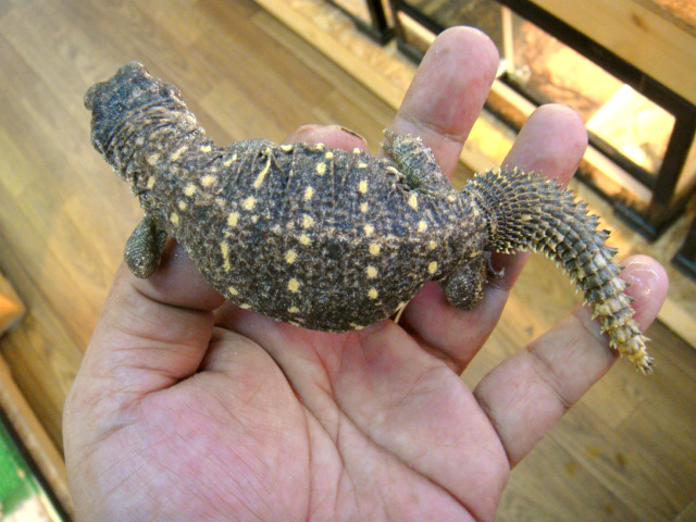 コウロコトゲオアガマ