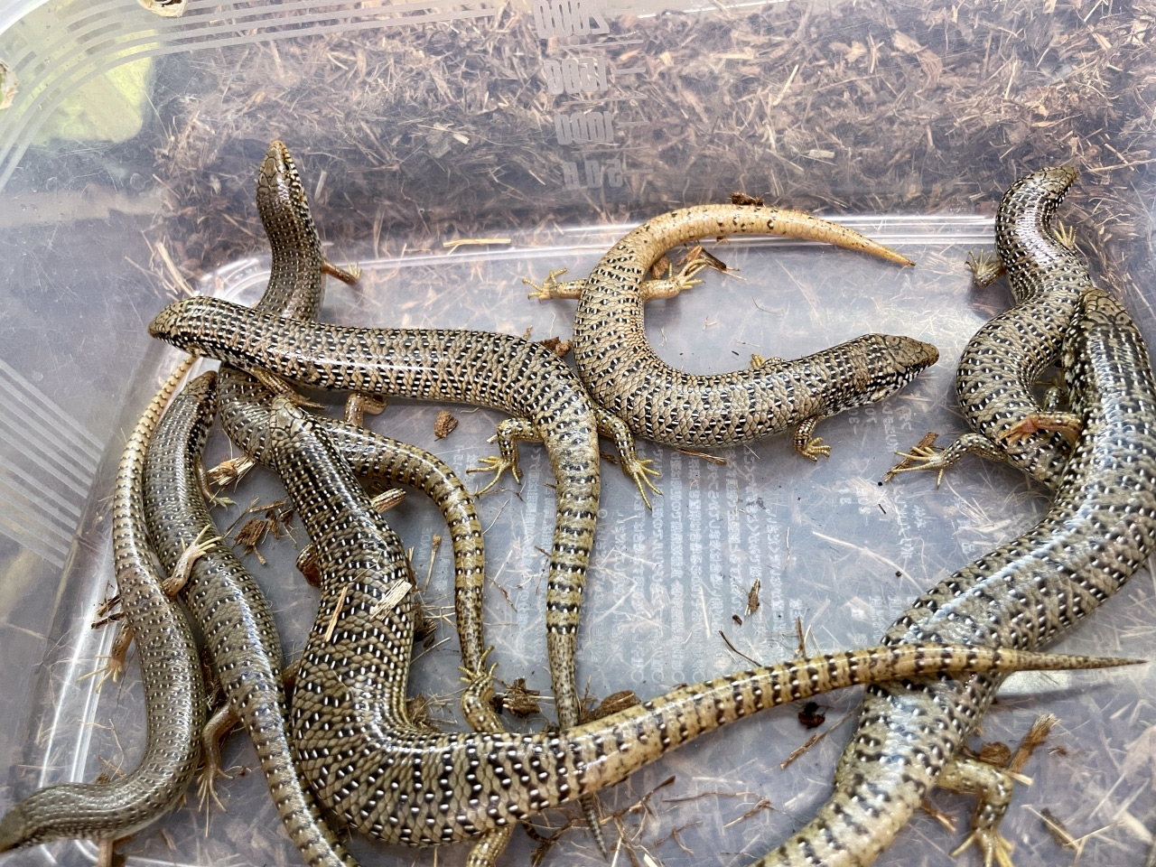 オオアシカラカネトカゲ(9)