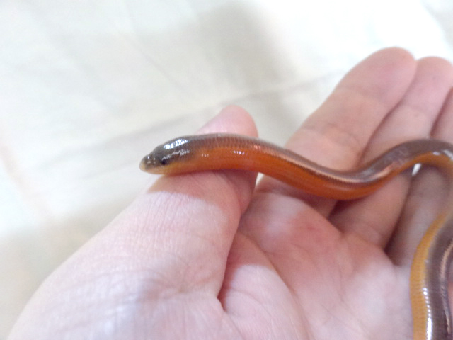 サバンナダーツスキンク(6)