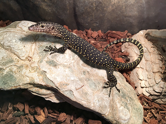 マングローブモニター(12)