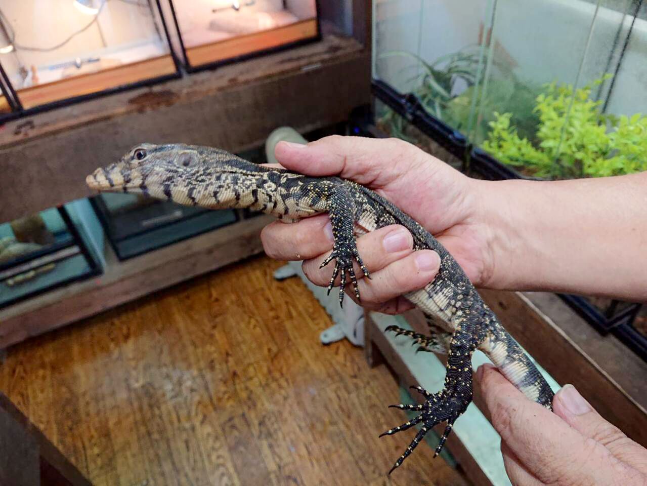 サルバトールモニター（ジャワ産）(3)