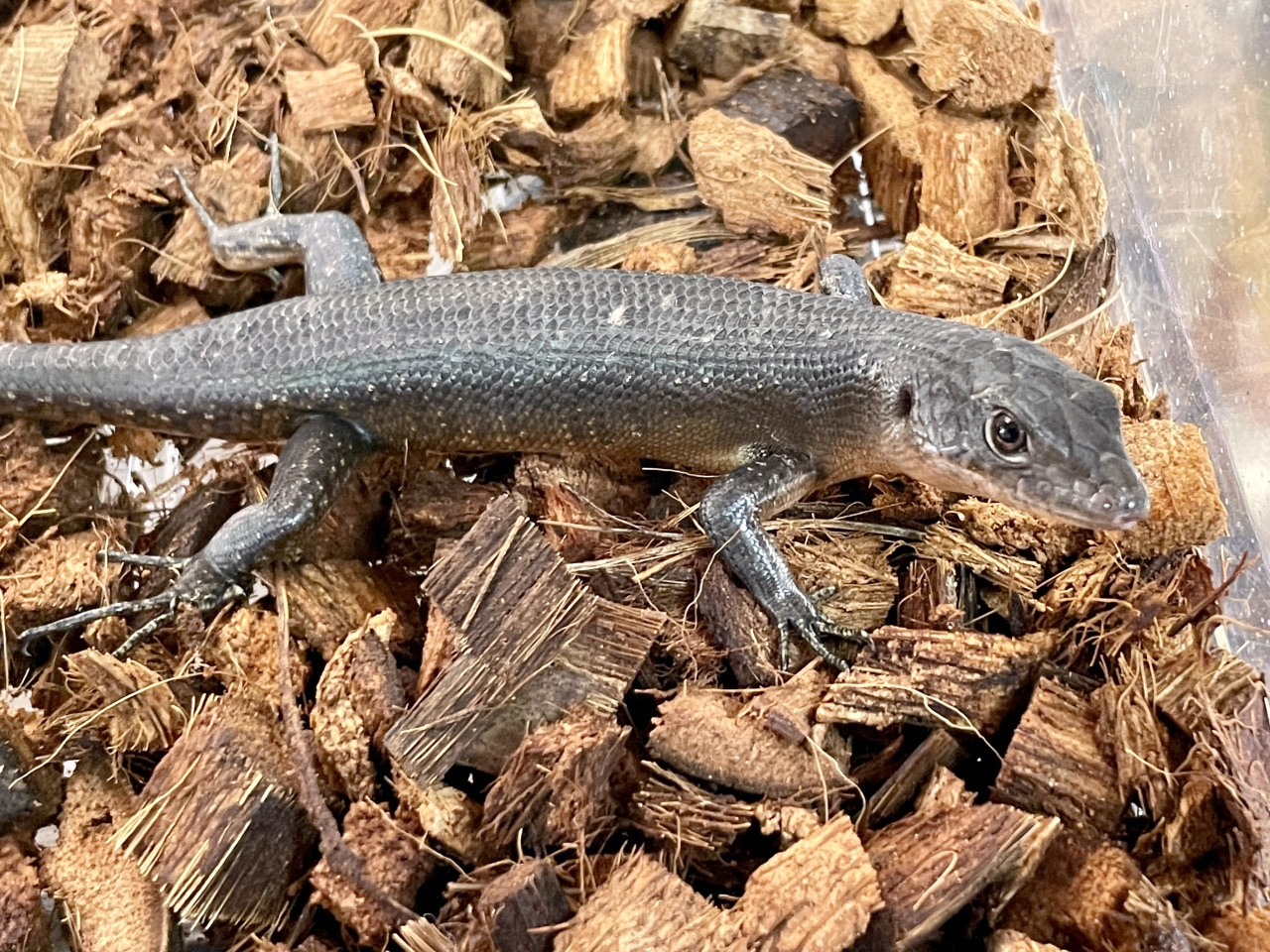 ブラックエモイア(9)