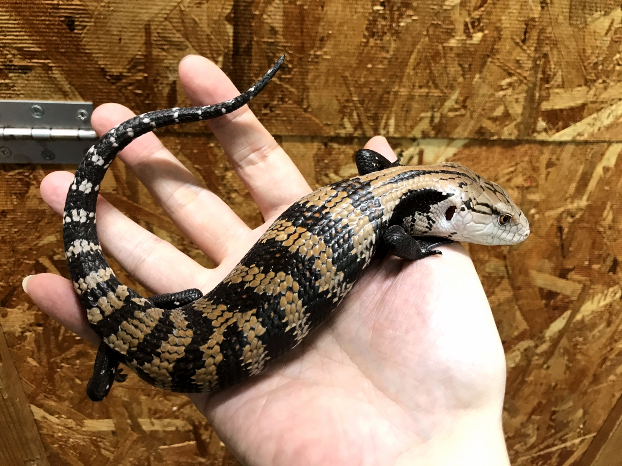 ハルマヘラアオジタトカゲ(9)