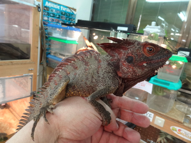 ディロフスモリドラゴン(7)