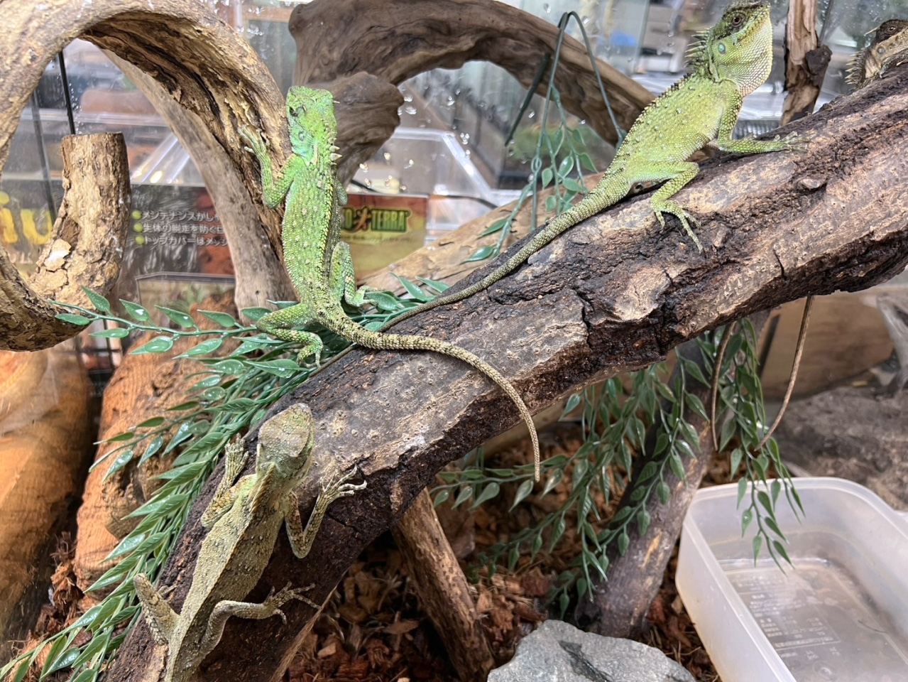 ベトナムクシトカゲ(9)