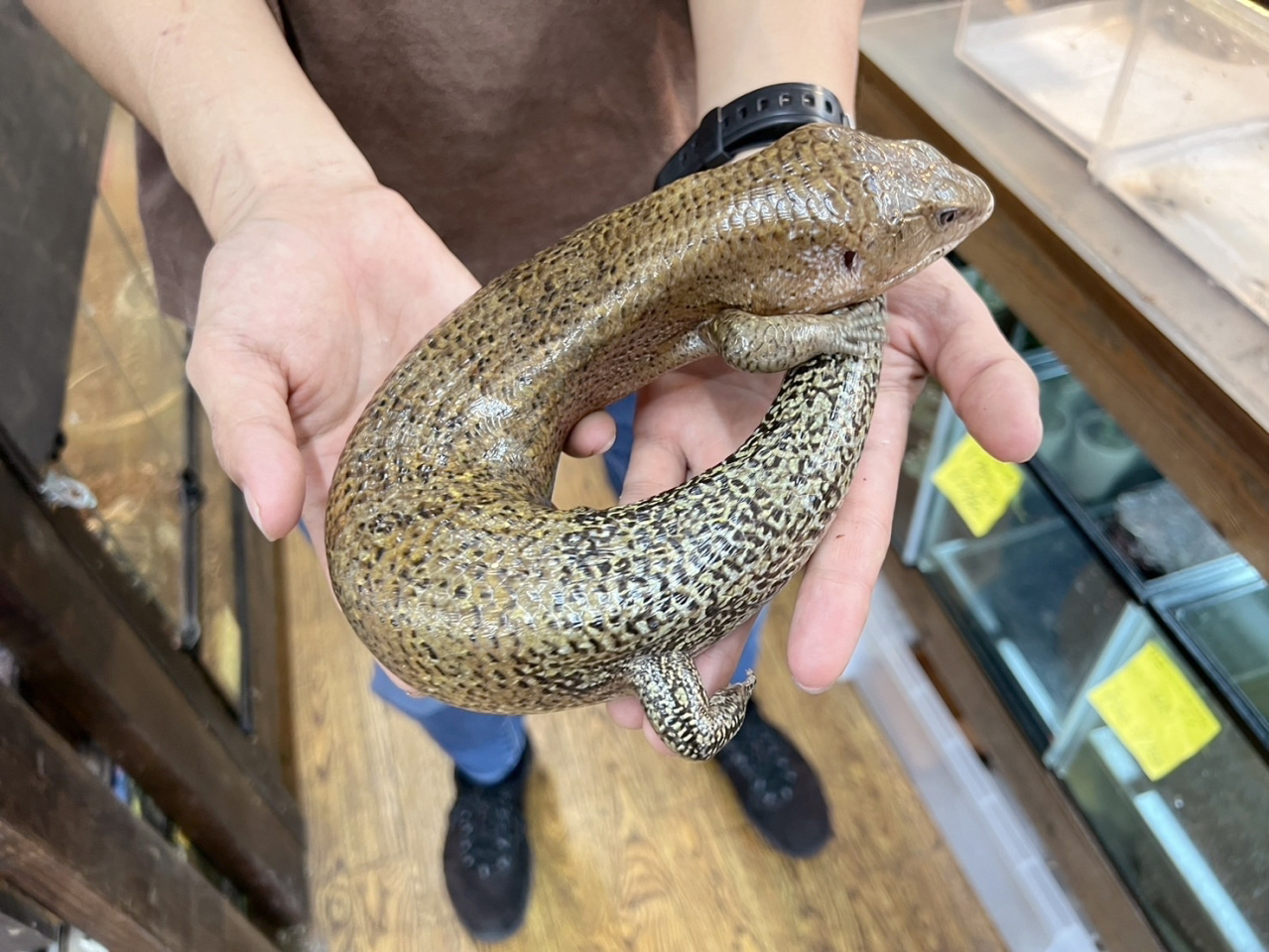 ケイアオジタトカゲ(4)