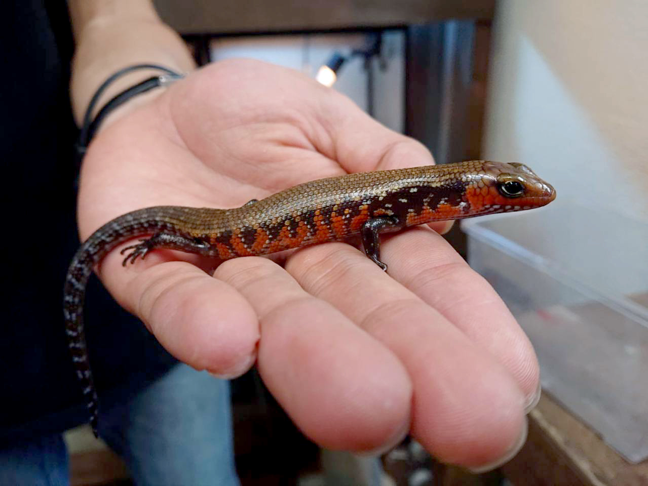フェルナンデススキンク(4)